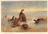 Partridges in the Stubble